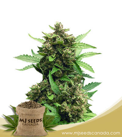 CB Auto Cheese Strain Marijuana Seeds