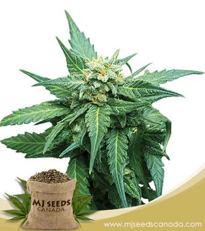 CB Diesel Strain Marijuana Seeds