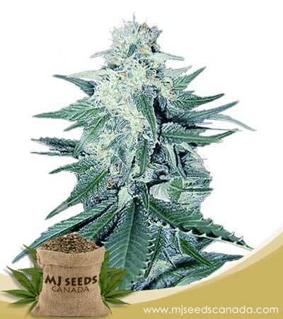 CB Dream Strain Feminized Marijuana Seeds