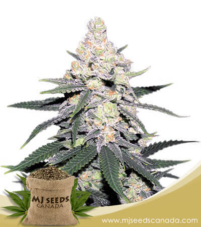 CB Dutch Treat Strain Feminized Marijuana Seeds