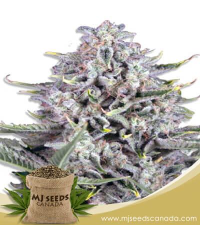 CB Gorilla Fast Version Marijuana Seeds