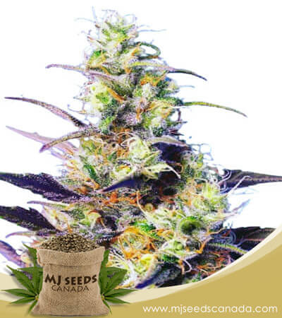 CBD Indica Strain Fast Version Marijuana Seeds