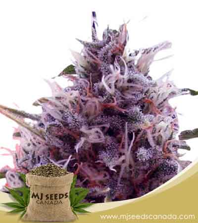 Kali Kush (1:1) CBD Marijuana Seeds