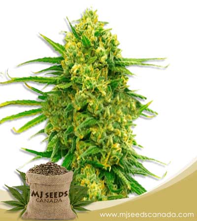 Auto CBD Mexican (1:1) Strain Feminized Marijuana Seeds