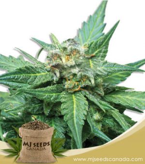 Cali Kush CBD Indica Marijuana Seeds