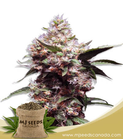 Cherry Blaster Strain Feminized Fast Version Marijuana Seeds