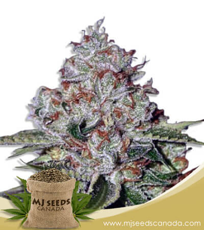 Chocolate Pudding Strain Feminized Fast Version Marijuana Seed