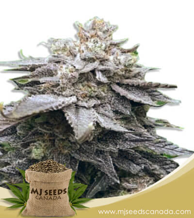 Cola Kush Feminized Fast Version Marijuana Seeds