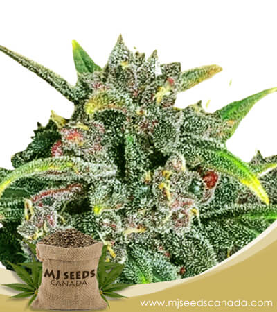 Corona Kush Feminized Fast Version Marijuana Seeds