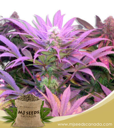 Cream Strain Autoflowering Marijuana Seeds