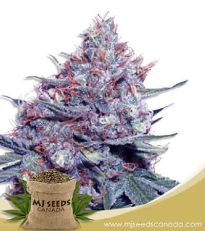 Dwarf King Strain Autoflowering Marijuana Seeds