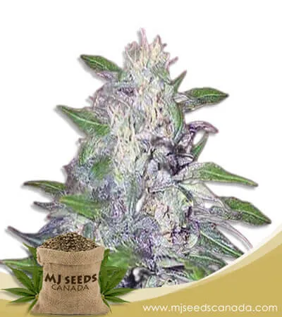Dwarf King Strain Feminized Marijuana Seeds Dwarf King Strain Feminized Marijuana Seeds