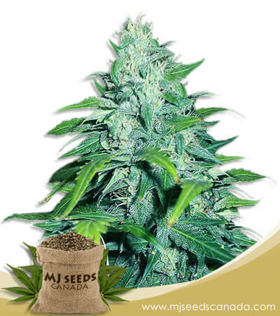 Dwarf Low Flyer Strain Autoflowering Marijuana Seeds