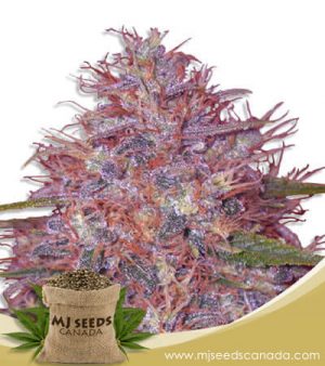 Early Strain Feminized Fast Version Marijuana Seeds