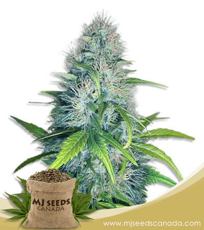 Early Miss Strain Autoflowering Marijuana Seeds