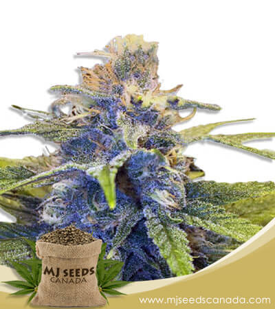 East Coast Alien Strain Fast Version Marijuana Seeds