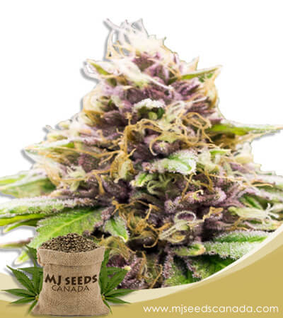 Grand Daddy Purple Autoflowering Marijuana Seeds