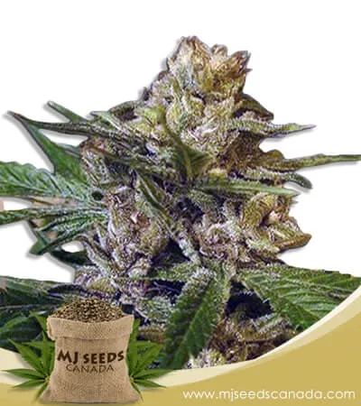 Leprechon Strain Feminized Marijuana Seeds Leprechon Strain Feminized Marijuana Seeds