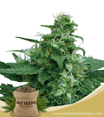 Moonlight Strain Fast Version Marijuana Seeds