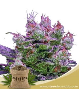 Purple Dream Strain Fast Version Marijuana Seeds
