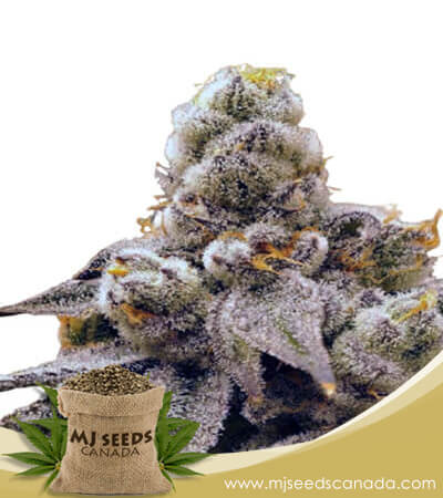 Purple Punch Strain Fast Version Marijuana Seeds