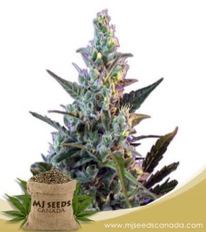 Skunk Strain Fast Version Marijuana Seeds