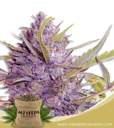 Star Gazer Strain Fast Version Marijuana Seeds