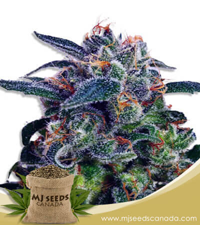 Strawberry Milk Strain Fast Version Marijuana Seeds