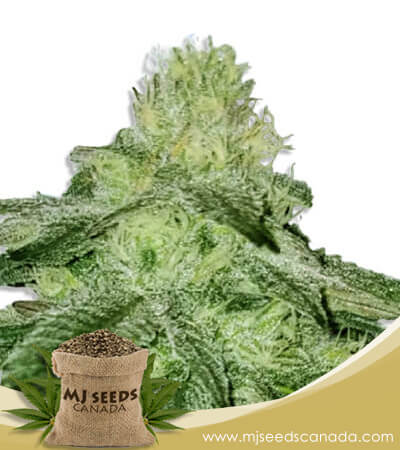 Sugar Kush Feminized Fast Version Marijuana Seeds