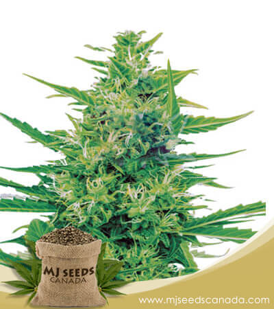 Super Silver Haze CBD Marijuana Seeds