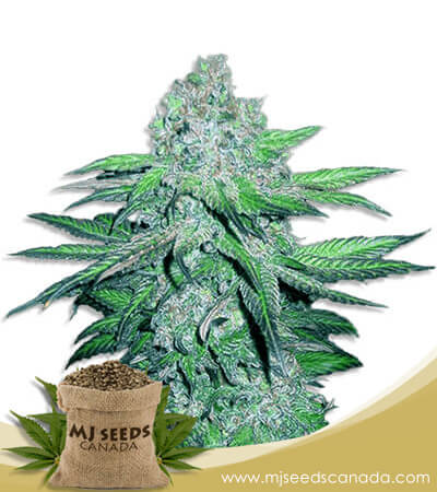 Train Wreck Strain Autoflowering Marijuana Seeds