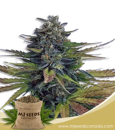 Triple Diesel Strain Autoflowering Marijuana Seeds