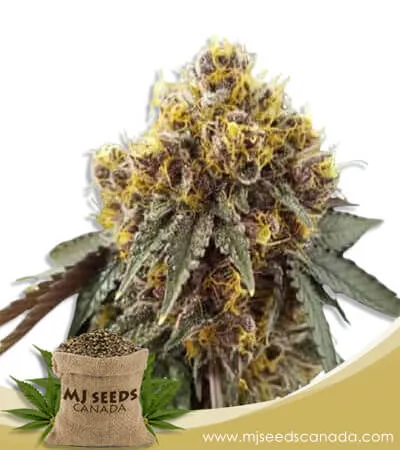 Tropicana Cookies Strain Feminized Marijuana Seeds Tropicana Cookies Strain Feminized Marijuana Seeds