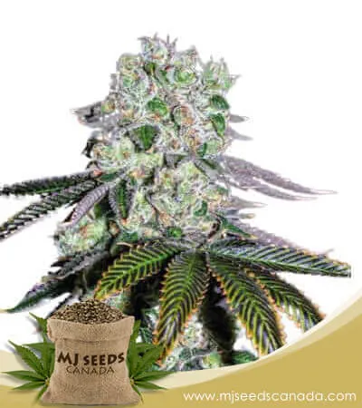 Wedding Crasher Strain Feminized Marijuana Seeds Wedding Crasher Strain Feminized Marijuana Seeds