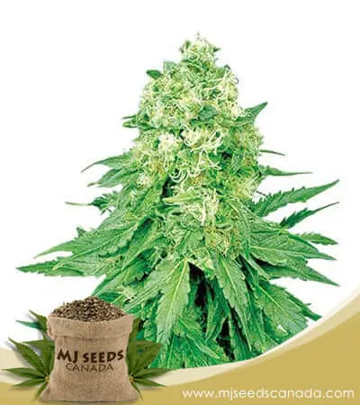 White Banner Strain Feminized Marijuana Seeds White Banner Strain Feminized Marijuana Seeds