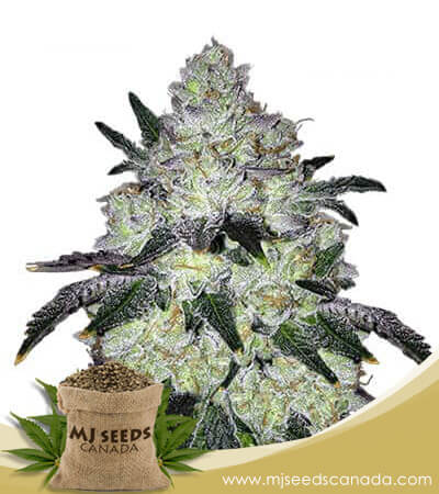 White Cookies Strain Feminized Marijuana Seeds