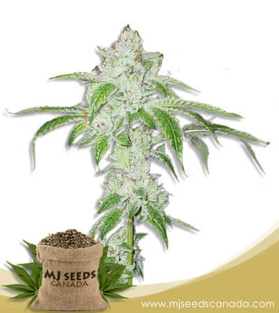 White Fire OG Strain Fast Version Marijuana Seeds