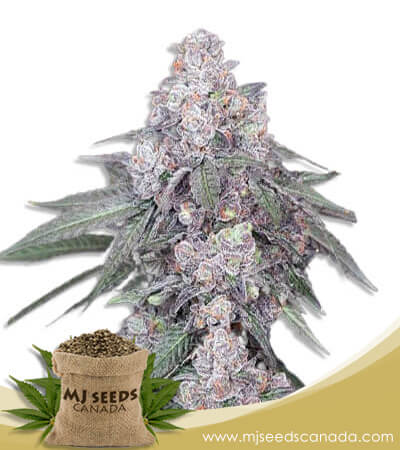 White Runtz Strain Autoflowering Marijuana Seeds