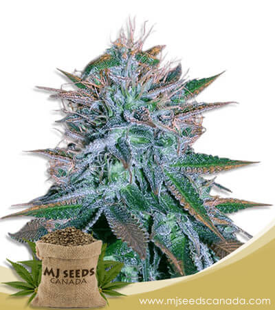 White Widow Strain Autoflowering Marijuana Seeds