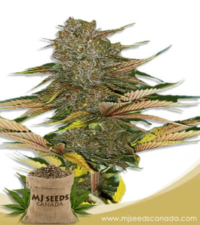 Zodiac Strain Fast Version Marijuana Seeds