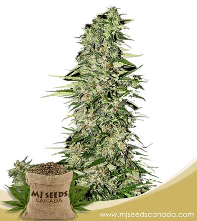 Diamond Girl Feminized Marijuana Seeds