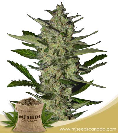 Flower Bomb Kush Feminized Marijuana Seeds