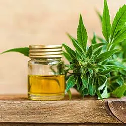 cbd seeds cbd seeds