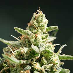 feminized seeds