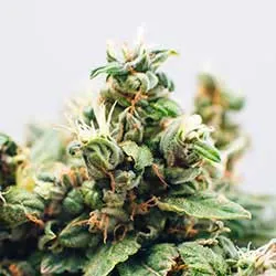 regular seeds regular seeds