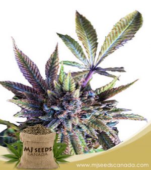 Acapulco Gold Autoflowering Marijuana Seeds