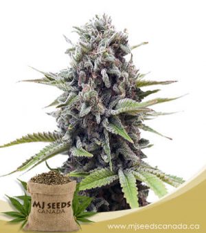 A La Mode Strain Feminized Marijuana Seeds