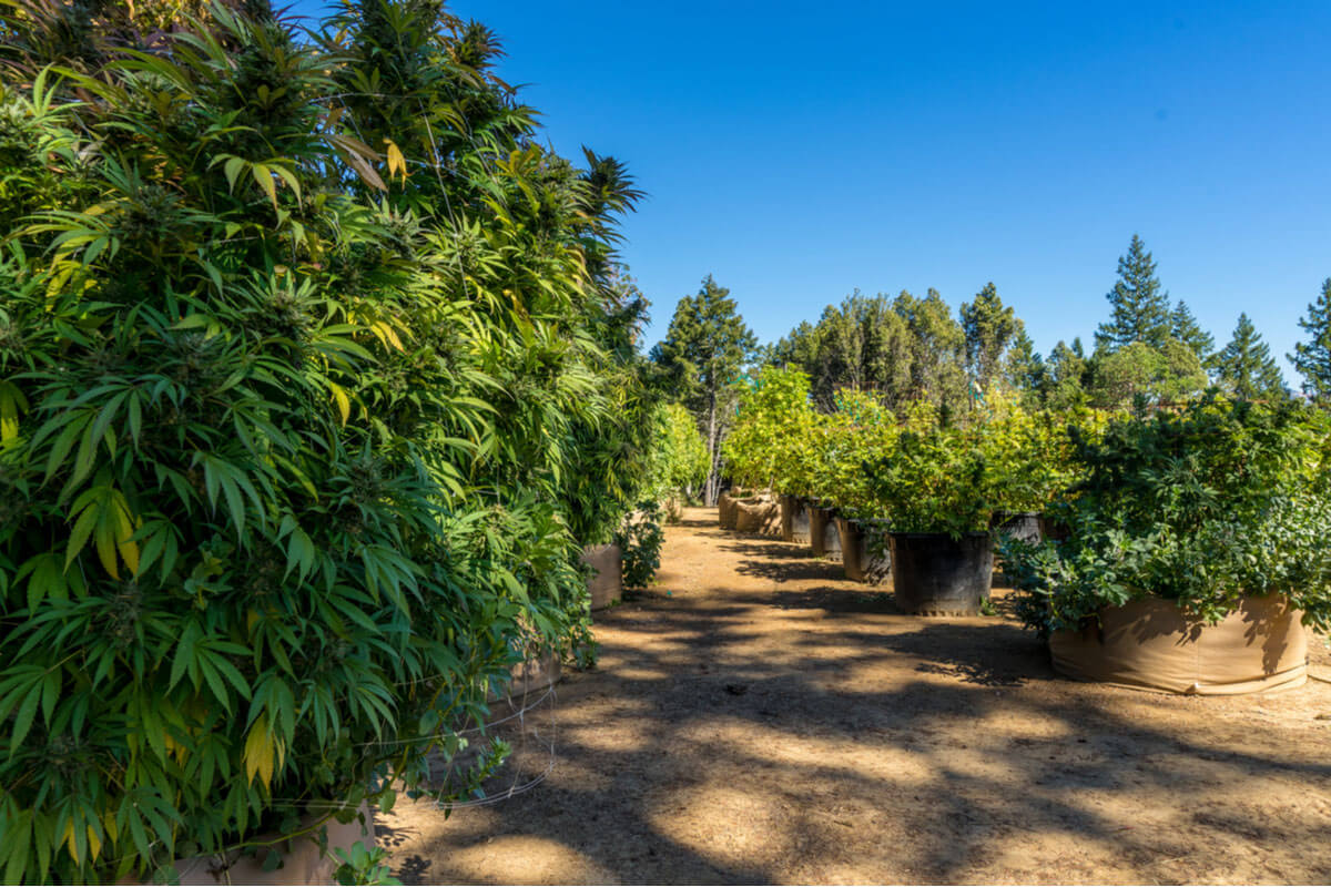 Advanced Outdoor Growing Techniques for a Higher Yield