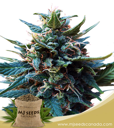 American Pie Strain Feminized Marijuana Seeds