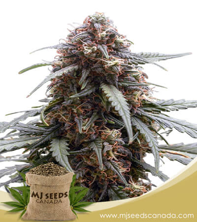 Berry Strain Autoflowering Marijuana Seeds